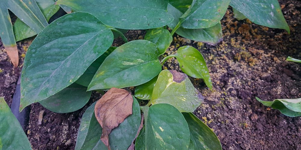 Foto von Pflanzenschaden durch Bakterienbefall