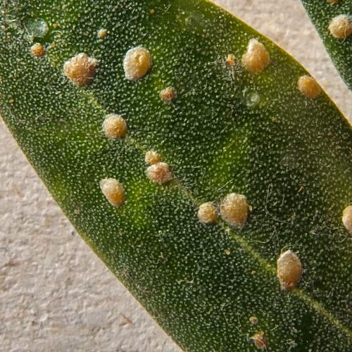 Foto von Oleanderschildläusen auf einem Blatt