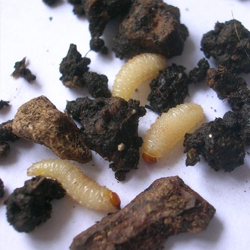 Foto von Larven des Dickmaulrüsslers