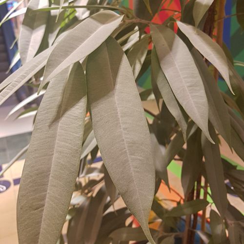 Foto einer Pflanze vor dem Entstauben