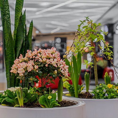 Foto von Osterpeflanzung