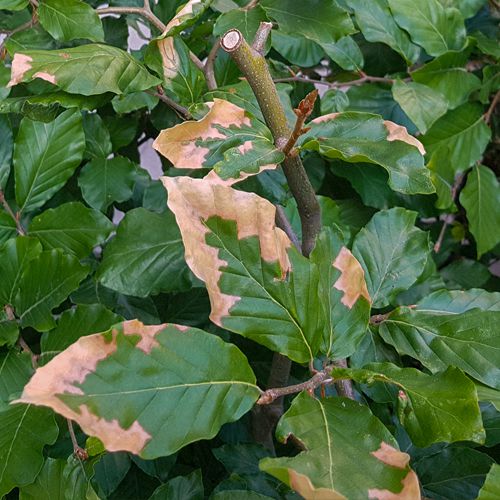 Foto von Pflanzenschaden durch Hitze und Trockenheit