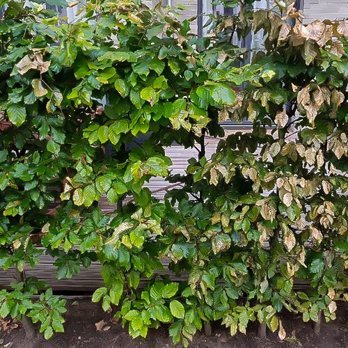 Foto von Pflanzenschaden durch falsche Anwendung von Pflanzenschutzmitteln