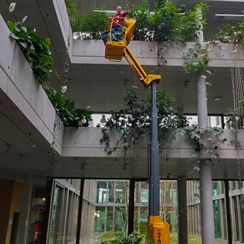 Foto vom Pflanzenschneiden mit Hilfe eines Hubgeräts