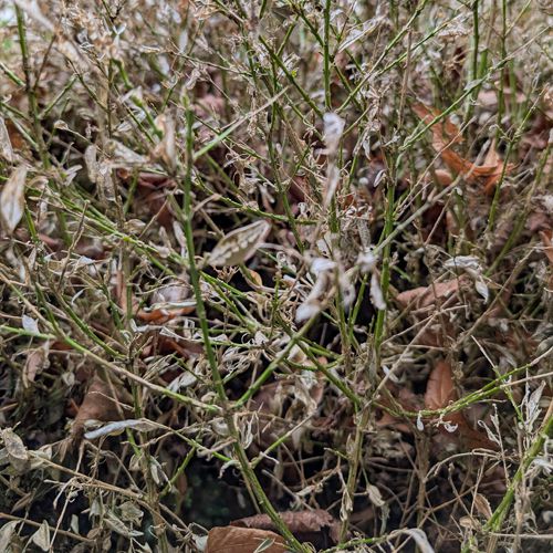 Foto von durch Buchsbaumzünsler geschädigtem Buchsbaum