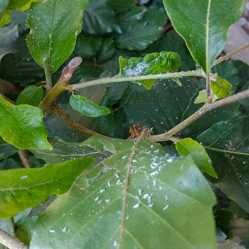 Foto von wolligen Buchenblattläusen