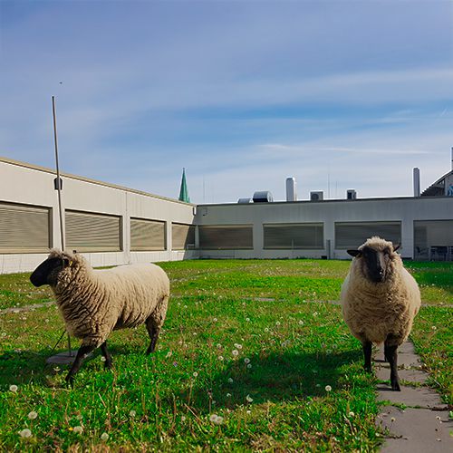 Foto von Schafen auf dem Dachgarten der Schönhauser Allee Arcaden