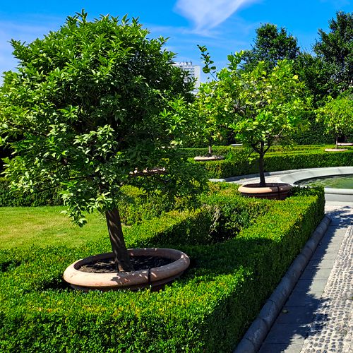 Foto von durch Spinnmilben geschädigten Kübelpflanzen