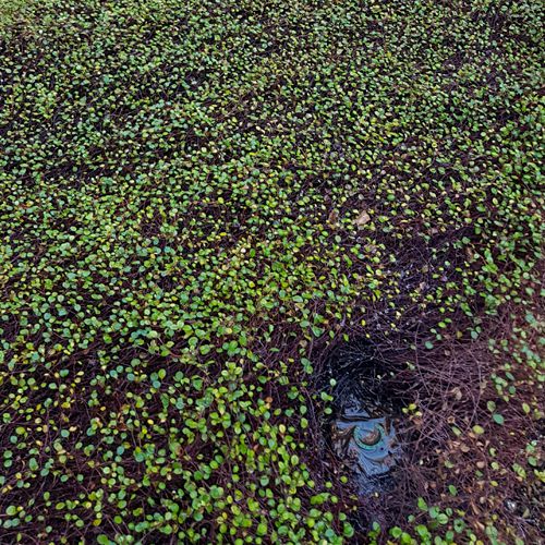 Foto von Pflanzenschaden durch zu hohe Wassergaben