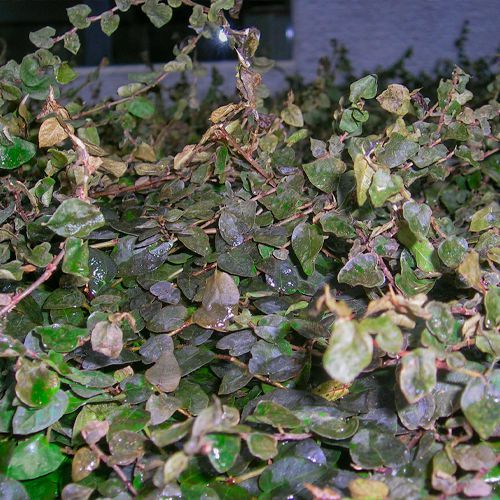 Foto von Pflanzenschaden durch zu hohe Wassergaben bei sehr niedrigen Temperaturen