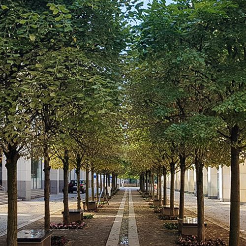 Foto von Spinnmilbenbefall an Linden