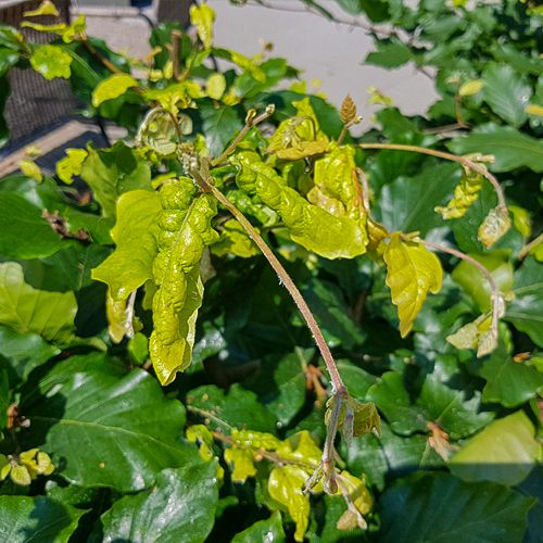 Foto von Schaden durch die wollige Buchenblattlaus