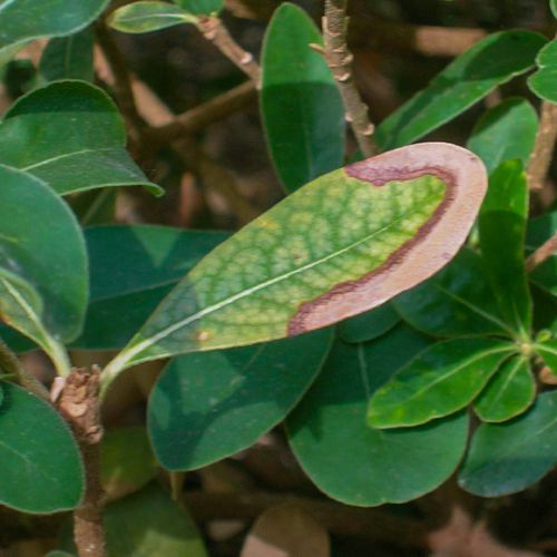 Foto von Pflanzenschaden durch abiotische Faktoren