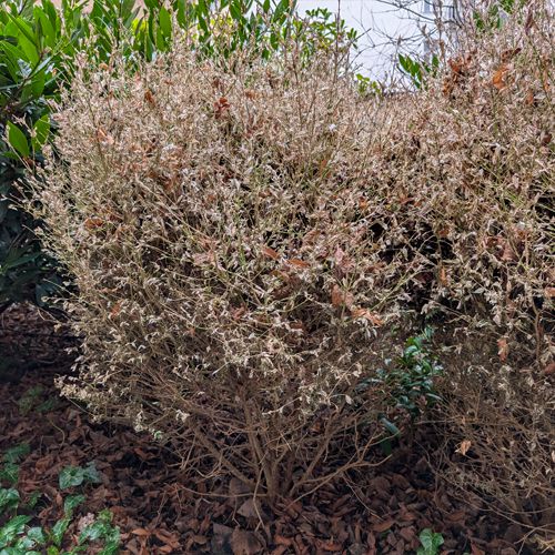 Foto von durch Buchsbaumzünsler geschädigtem Buchsbaum