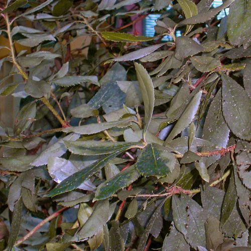 Foto von Pflanzenschaden durch zu hohe Wassergaben bei sehr niedrigen Temperaturen