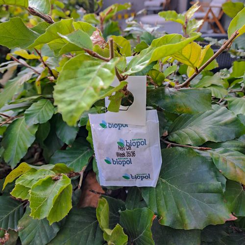 Foto von Nützlingstüte an Buchenhecke