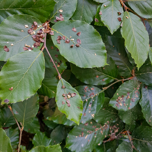 Foto vom Nützlingseinsatz gegen die wollige Buchenblattlaus