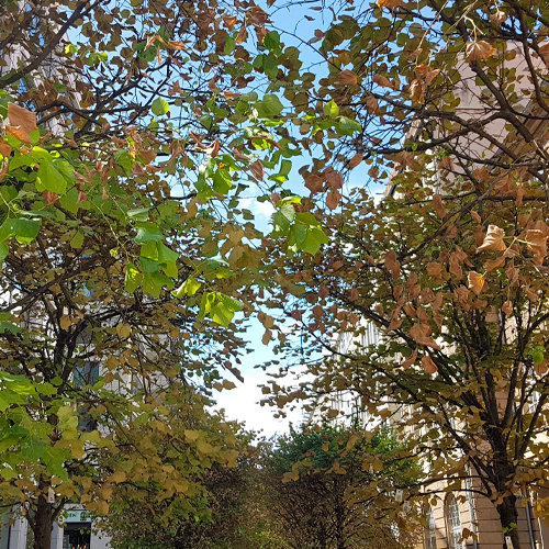 Foto von Spinnmilbenbefall an Linden