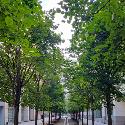 Foto von Raubmilbeneinsatz an Linden