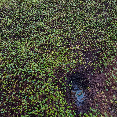 Foto von Pflanzenschaden durch zu hohe Wassergaben