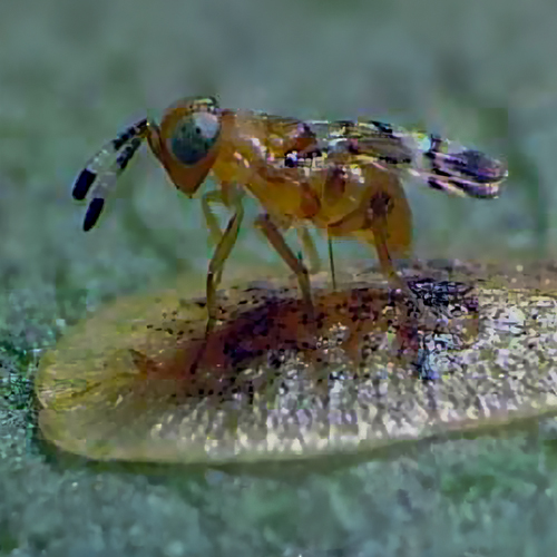 Foto einer Schlupfwespe, die eine Schildlaus parasitiert