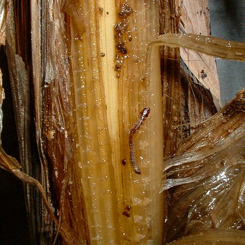 Foto einer mit Opogona befallenen Bananenstaude