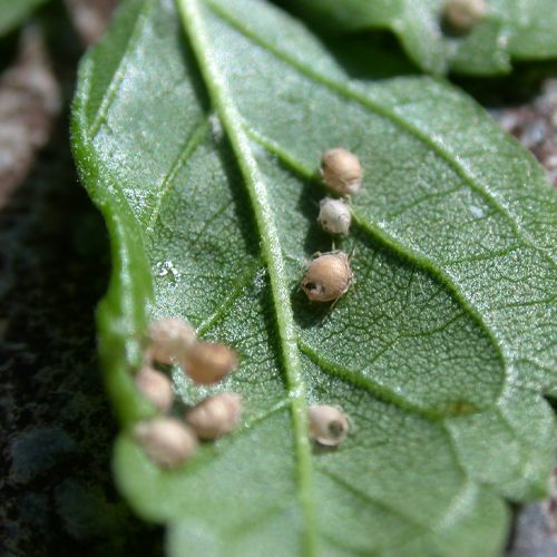 Foto von parasitierten Blattläusen