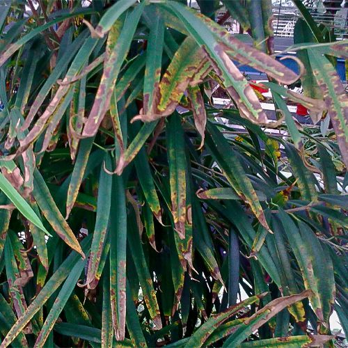 Foto von Pflanzenschaden durch abiotische Faktoren