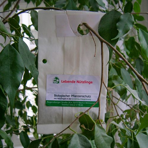 Nützlingseinsatz mittels in Tüten gelieferten Nützlingen