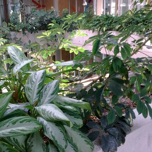 Beispiel für eine großflächigere Innenraumbegrünung