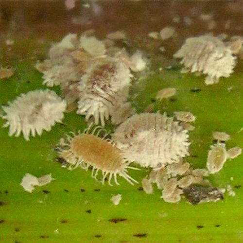 Foto von Wollläusen