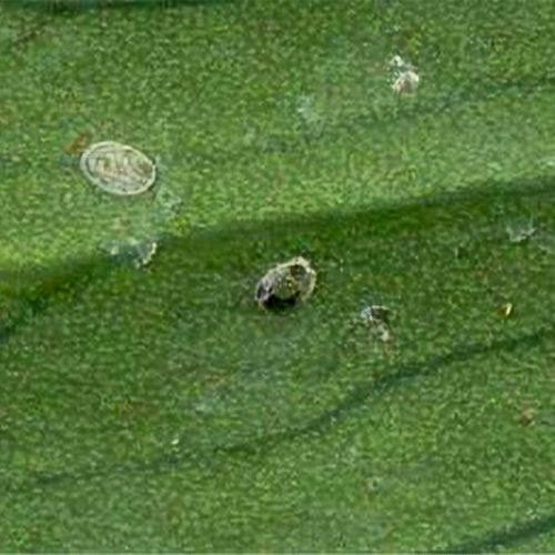 Foto von parasitierter Nymphe der weißen Fliege