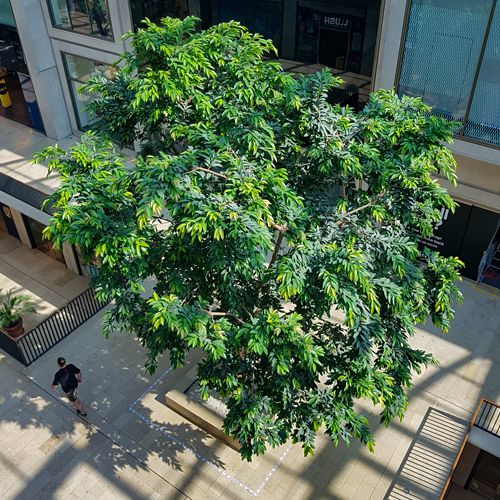 Beispiel für die Innenraumbegrünung mit Bäumen