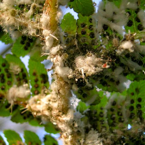 Mit Wollläusen befallener Baumfarn