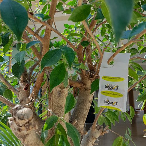 Foto einer Tüte mit Raubmilben in einer Pflanze