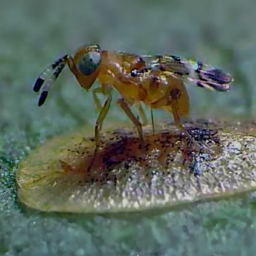 Foto einer Schlupfwespe, die eine Schildlaus parasitiert 
