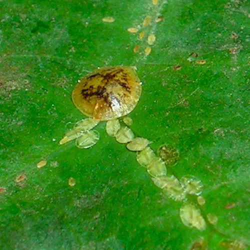 Foto von Napfschildläusen