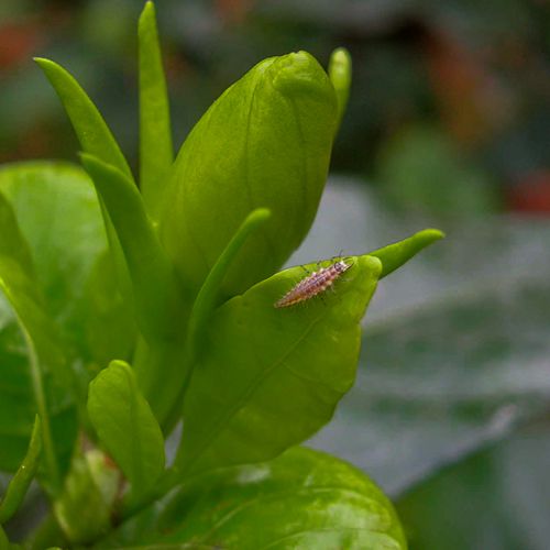 Foto einer Forfliegenlarve