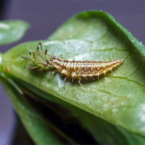 Foto einer Florfliegenlarve, die eine Blattlaus aussaugt