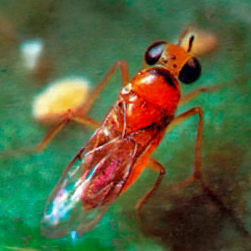 Schlupfwespe parasitiert Wollläuse