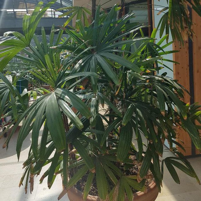 Beispiel für die Innenraumbegrünung mit Gefäßen