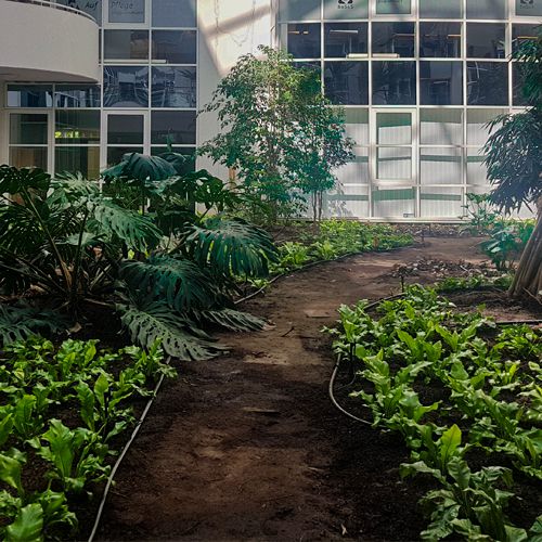 Foto von der Verlegung von Bewässerungsschläuchen bei der Neubepflanzung