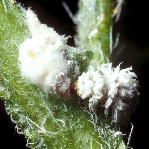 Foto einer Marienkäferlarve, Wollläuse frisst