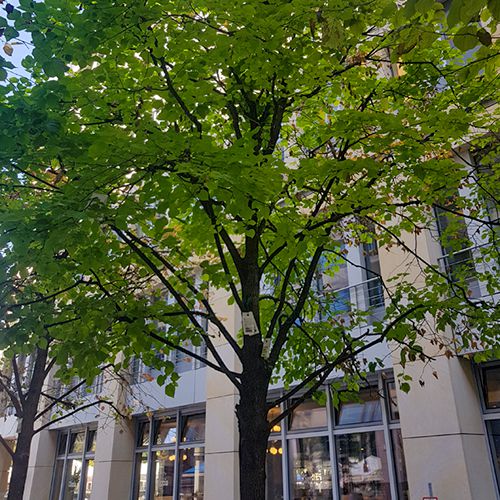 Bild von Nützlingstüte an Linde