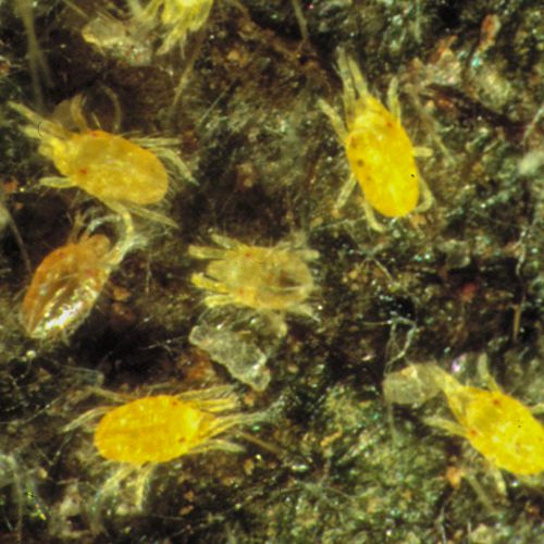 Foto von Spinnmilben