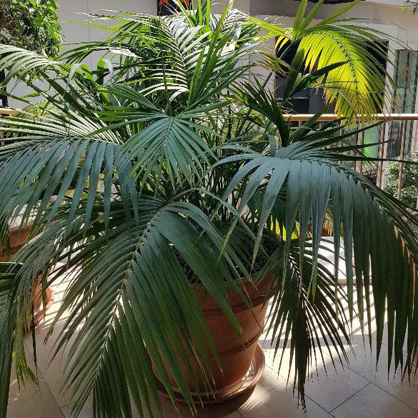 Beispiel für die Innenraumbegrünung mit Gefäßen