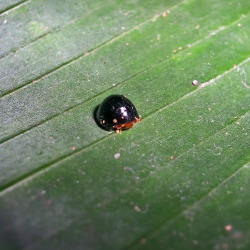Foto eines Marienkäfers, der Schildläuse frisst