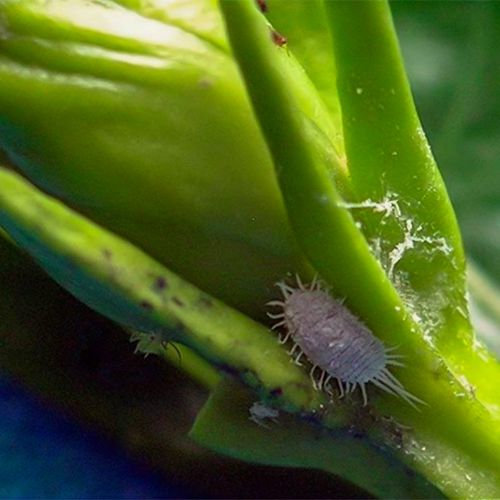 Foto von Wollläusen