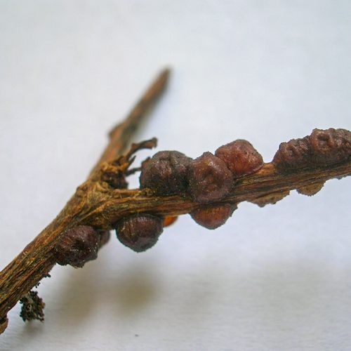 Foto von Napfschildläusen