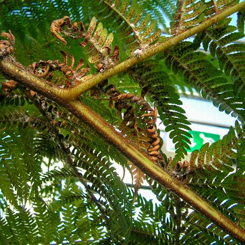 Mit Wollläusen befallener Baumfarn